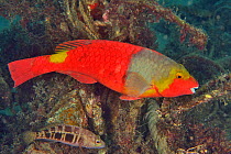European parrotfish (Sparisoma cretense) female with a Blacktail comber (Serranus atricauda) on the reef, Canary Islands