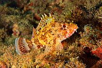 Madeira rockfish / Scorpionfish (Scorpaena maderensis), Canary Islands