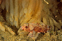 Madeira rockfish / Scorpionfish (Scorpaena maderensis) in front of squid eggs, Canary Islands