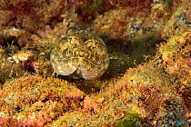 Bluestriped lizardfish (Synodus saurus) laying on the bottom, Canary Islands