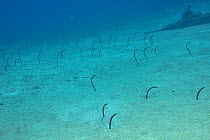 Brown garden eels (Heteroconger longissimus) in the sand, Canary Islands