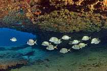 Several common two-banded sea breams (Diplodus vulgaris) under a cave, Canary Islands