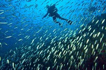 Diver in a school of sand smelts (Atherina presbyter), Canary Islands