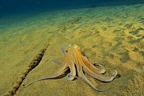Common octopus (Octopus vulgaris), Canary Islands