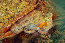 Common octopus (Octopus vulgaris), Canary Islands
