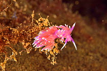 Mediterranean / Pink flabellina nudibranch(Flabellina affinis), Canary Islands