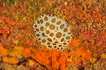 Dotted sea slug (Peltodoris atromaculata), Canary Islands
