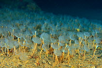 Field of Peacock feather dusters / Spiral tube-worms (Sabella spallanzanii), Canary Islands