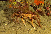 Lesser / Little spider crab (Maja crispata), Canary Islands