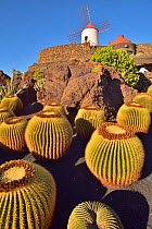 Golden barrel cactus (Echinocactus grusonii) in the Jardin de Cactus in Guatiza, Lanzarote, Canary Islands.