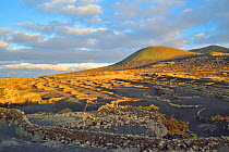 The grapevines grown on the volcanic soils of Lanzarote, Canary Islands