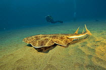 Angel shark (Squatina squatina) swimming above the sandy bottom with divers in the background, Canary Islands