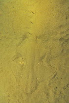Angel shark (Squatina squatina) burried in the sand, Canary Islands