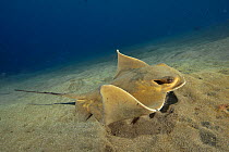 Common eagle ray (Myliobatis aquila) has just been searching in the sand for a prey, Canary Islands