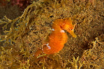 Long-snouted seahorse (Hippocampus guttulatus), Canary Islands