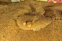 Wide-eyed flounder (Bothus podas) on the sandy bottom, Canary Islands