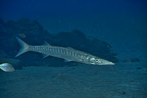Yellowmouth barracuda (Sphyraena viridensis) with a white / silver trevally / guelly jack (Pseudocaranx dentex), Canary Islands