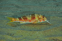 Striped / Red mullet (Mullus surmuletus) looking for food with its chin barbels out, Canary Islands