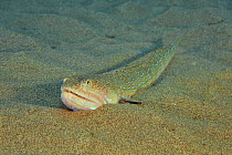 Bluestriped lizardfish (Synodus saurus) laying on the sandy bottom, Canary Islands