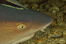 Close-up of the head of a White tip shark (Triaenodon obesus) laying on the bottom with a Remora (Echeneis naucrates) on its head, Sulu sea, Philippines