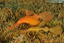 Pair of rough / roughsnout ghost pipefish (Solenostomus paegnius), Sulu sea, Philippines