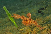 Two ghost pipefish together : Rough / Roughsnout ghost pipefish (Solenostomus paegnius) and an Armored / Longtail ghost pipefish (Solenostomus armatus), Sulu sea, Philippines