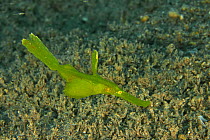 Armored pipefish / longtail ghostpipefish (Solenostomus armatus), Sulu sea, Philippines