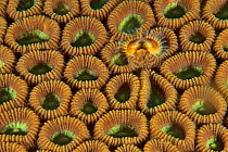 Marine polychaete tube worm / feather duster worm (fam. Sabellidae) in a hard coral (fam. Faviidae), Sulu sea, Philippines