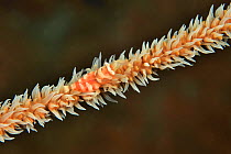 Whip coral shrimp (Dasycaris zanzibarica) on a coiled wire coral (Cirripathes anguina), Sulu sea, Philippines