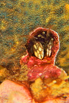 Coral hermit crab (Paguritta / Orthopagurus harmsi), Sulu sea, Philippines