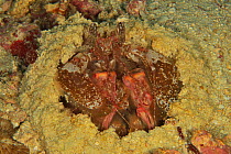 Giant spearing mantis shrimp / Lisa&#39;s mantis shrimp (Lysiosquillina lisa) in its hole / burrow, Sulu sea, Philippines