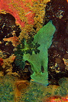 Miller&#39;s Nembrotha nudibranch / sea slug (Nembrotha milleri) feeding on a colony of ascidians / tunicates (Clavelina sp.), Sulu sea, Philippines