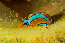 Lined Thuridilla / Orange-edged sapsucking nudibranch / sea slug (Thuridilla lineolata), Sulu sea, Philippines