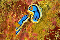 Anna&#39;s chromodoris nudibranchs (Chromodoris annae) courtship, Sulu sea, Philippines