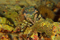 Corallimorph decorator crab (Cyclocoeloma tuberculata), Sulu sea, Philippines