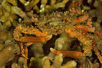 Spiny spider crab (Maja brachydactyla), Sulu sea, Philippines