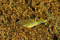 Threadfin / Long-rayed sand diver (Trichonotus elegans) half burried in the sand, Sulu sea, Philippines