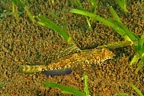 Fingered dragonet (Dactylopus dactylopus) on the sandy bottom, Sulu sea, Philippines