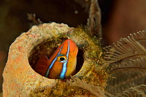 Blue-striped blenny (Plagiotremus rhinorhynchos) hiding in a sponge, Sulu sea, Philippines