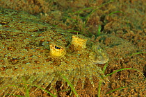Close-up of Peacock flounder (Bothus mancus), Sulu sea, Philippines