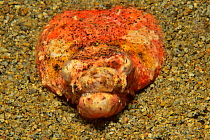 Henshaw&#39;s snake eel (Brachysomophis henshawi) buried in the sand, Sulu sea, Philippines