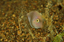 Japanese inflator filefish / Japanese inflator filefish h (Brachaluteres ulvarum), Sulu sea, Philippines
