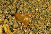 Bobtail squid (Euprymna sp) on the sand at night. Sulu sea, Philippines