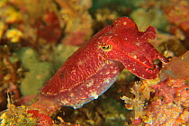 Papuan cuttlefish (Sepia papuensis), Sulu sea, Philippines
