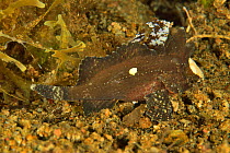 Wispy / Longspine waspfish (Paracentropogon longispinis), Sulu sea, Philippines