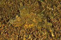 Spiny devilfish (Inimicus didactylus) on the sand which it imitates and whose has been cut by a predator, Sulu sea, Philippines