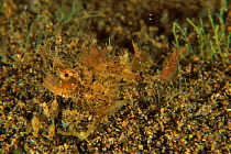 Ambon scorpionfish (Pteroidichthys amboinensis), Sulu sea, Philippines