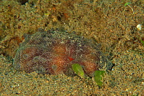 Mole cowrie (Talparia talpa / Cypraea talpa) with mantle fully extended, Sulu sea, Philippines