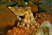 Greater blue-ringed octopus (Hapalochlaena lunulata) , Sulu sea, Philippines