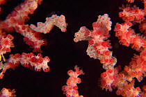 Several pygmy seahorses (Hippocampus bargibanti) on a Muricella sp. Seafan / gorgonian. There is obviously among them one pregnant male, Sulu sea, Philippines
